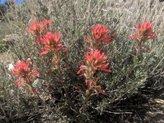 Castilleja chromosa
