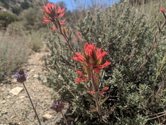 Castilleja chromosa