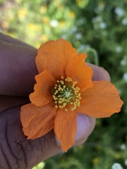 Papaver californicum