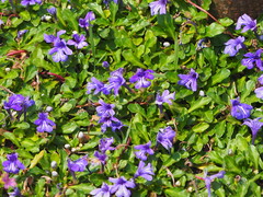 Ajuga pygmaea