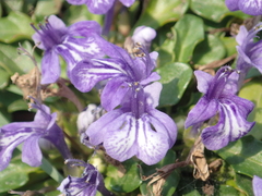 Ajuga pygmaea
