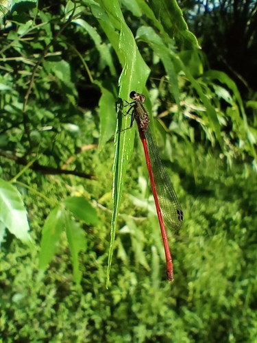 Oxyagrion basale