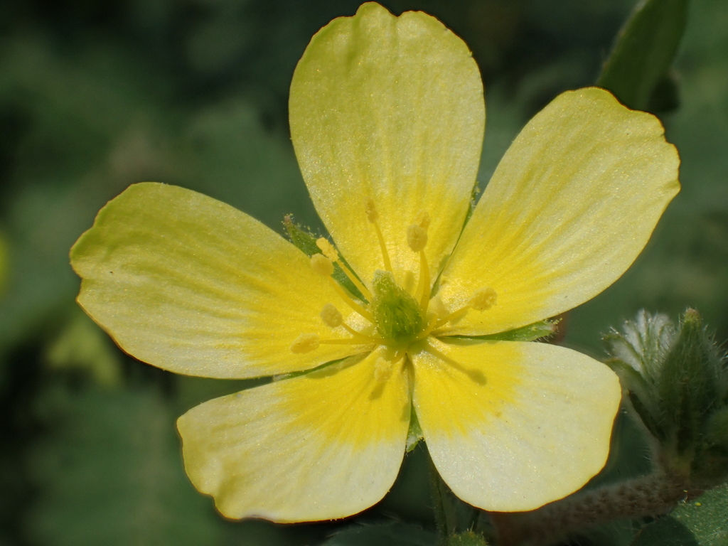 Tribulus taiwanensis