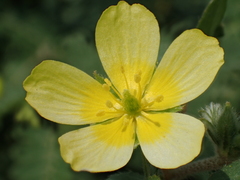 Tribulus taiwanense