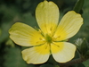 Tribulus taiwanense - Photo no rights reserved, uploaded by 葉子