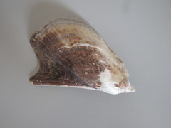 Pteria