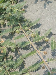 Tribulus taiwanense