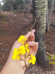 Trichocentrum caatingaense, photograph author not stated, no rights reserved