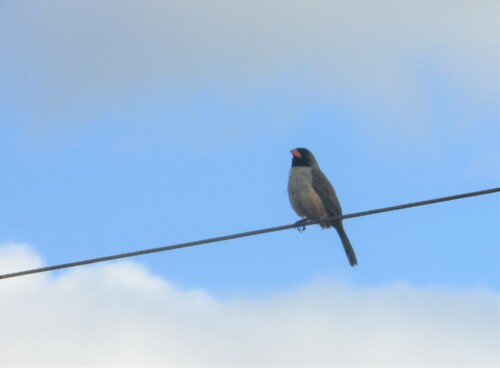 Black-throated Saltator