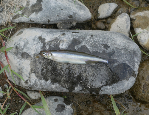 Nieuw-Zeelandse spiering (Retropinna retropinna) — Retropinnidae — 2