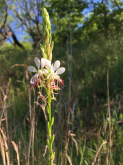Oenothera sinuosa