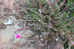 Portulaca