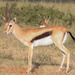 Thomson's Gazelle - Photo (c) Peter Steward, some rights reserved (CC BY-NC)