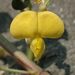 Beach Pea - Photo (c) 葉子, some rights reserved (CC BY-NC-ND), uploaded by 葉子