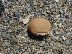 Beach pea