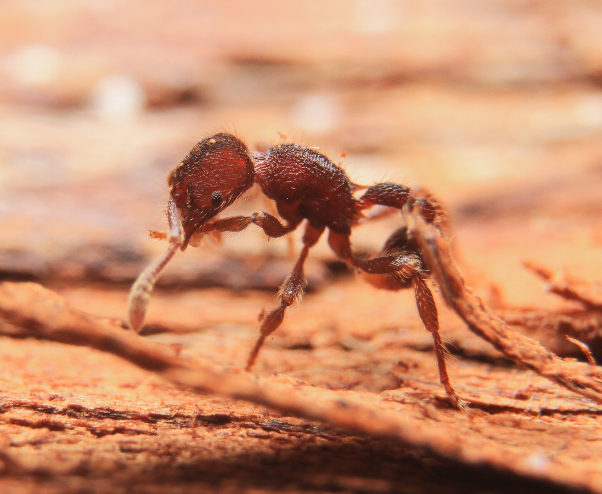 Hylomyrma reginae