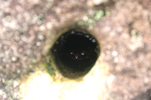 Truong Son Bug-eyed Frog, Theloderma truongsonense