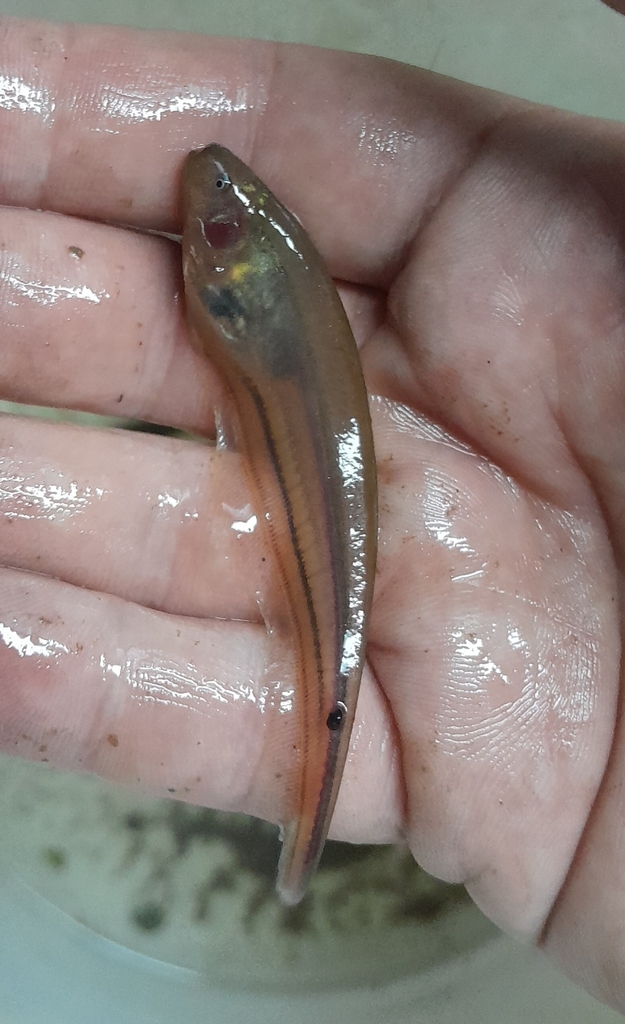 Glass Knifefish