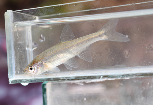 Redfin Shiner