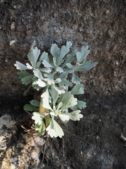 Crossostephium chinense