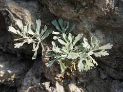 Crossostephium chinense