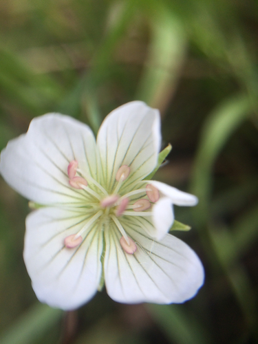 iNaturalist observation photo of Douglas' meadowfoam