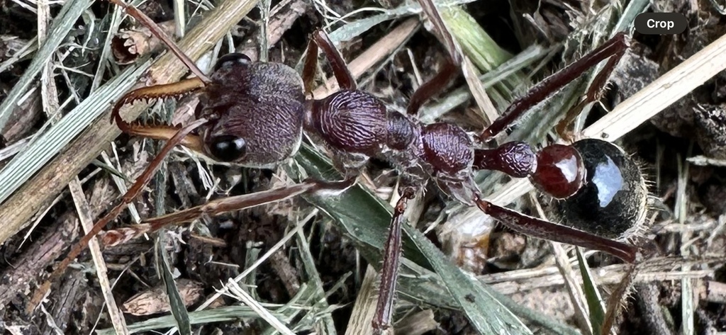 Myrmecia flavicoma from Bunya Pine Dr, Hodgson Vale, QLD, AU on January ...