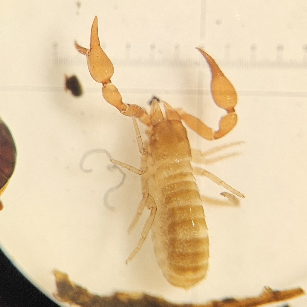 Microbisium parvulum