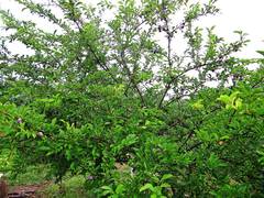 Prunus salicina