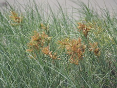 Spinifex littoreus