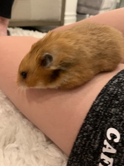 Mesocricetus auratus