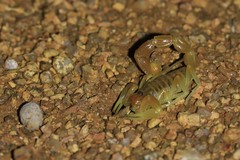 Parabuthus stridulus