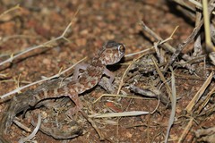 Chondrodactylus angulifer