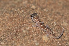 Chondrodactylus angulifer