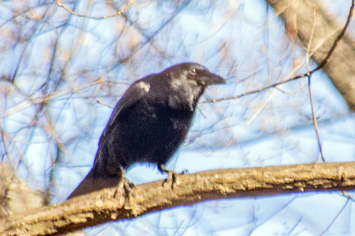 American Crow