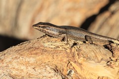 Trachylepis spilogaster