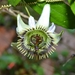 Passiflora cuspidifolia - Photo (c) Oscar Enciso, some rights reserved (CC BY-NC), uploaded by Oscar Enciso
