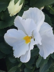 Viola × wittrockiana