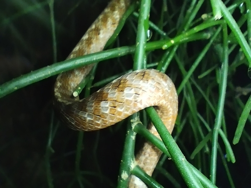 Pampas Snake