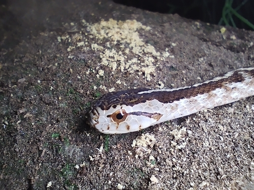 Pampas Snake