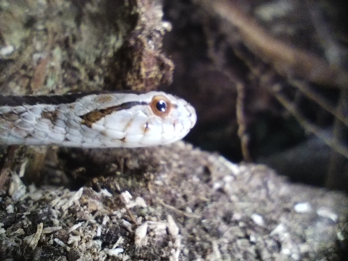 Pampas Snake