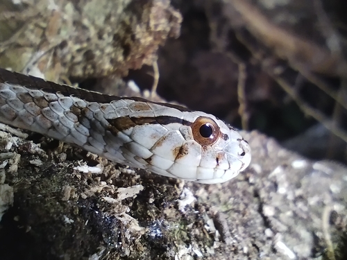 Pampas Snake