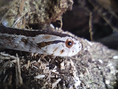Pampas Snake