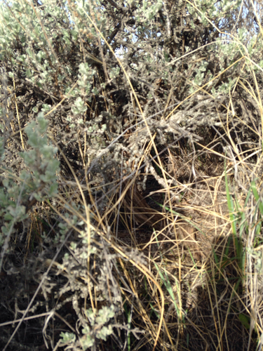 Lepus townsendii