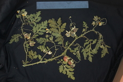 Solanum sisymbriifolium