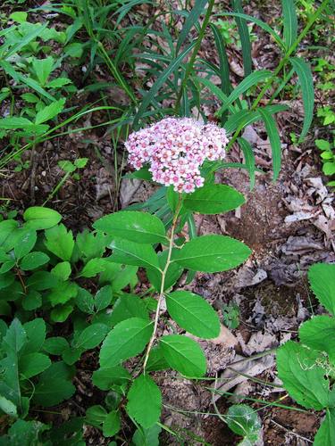Spiraea betulifolia iNat (3)