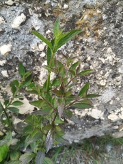 Verbena brasiliensis