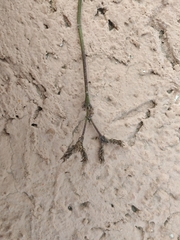 Verbena brasiliensis