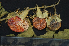 Solanum sisymbriifolium