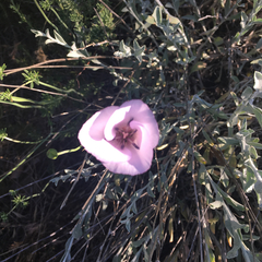 Calochortus splendens
